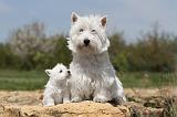 WESTIE 097